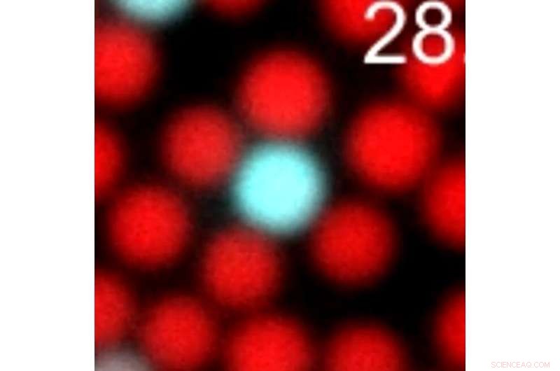 Physicists Reveal Mechanism of Particle Self-Assembly via DNA-Driven Adhesion