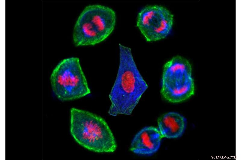 Tracking the Life Cycle of Living Cells Using Optical Tweezers
