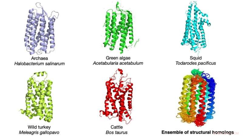 Statistical Study Links Protein Evolution to Thermal Variation Across Species