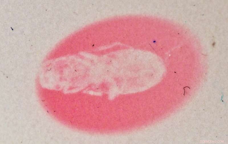 Hackmanite: A Natural Mineral Revolutionizing X‑ray Imaging