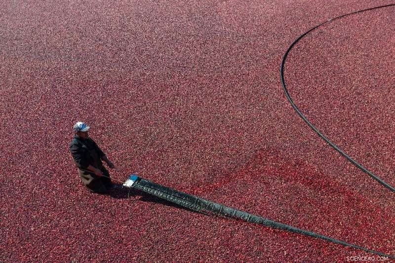 Massachusetts Cranberry Growers Combat Climate Change to Preserve Thanksgiving Traditions