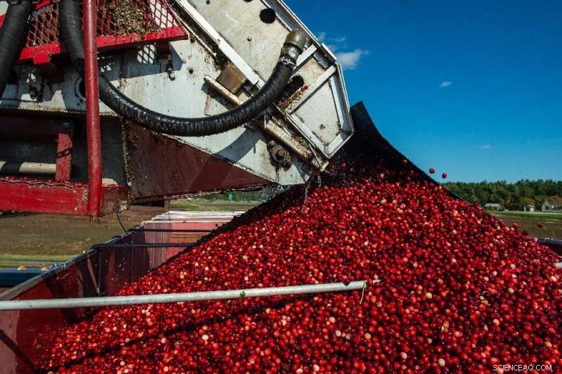 Massachusetts Cranberry Growers Combat Climate Change to Preserve Thanksgiving Traditions