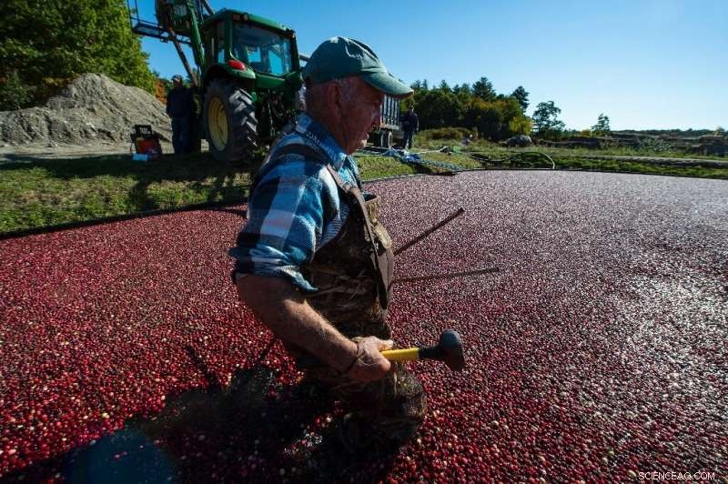 Massachusetts Cranberry Growers Combat Climate Change to Preserve Thanksgiving Traditions