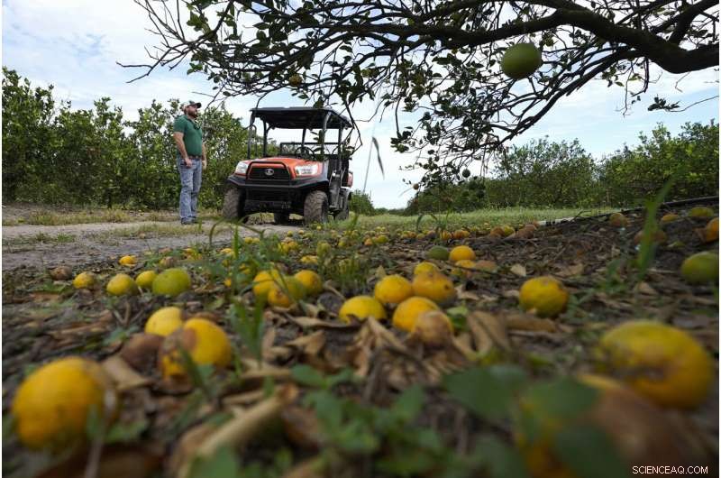 Hurricane Ian Could Cost Florida Farmers $1.56B in Agricultural Losses