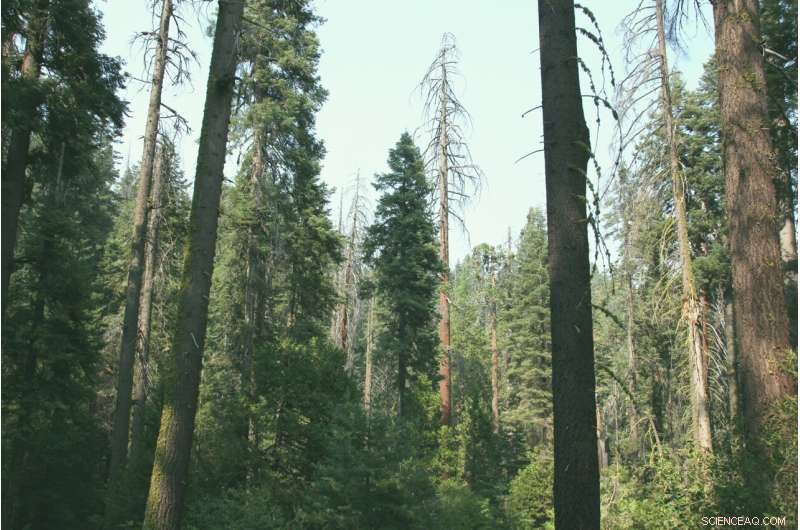 Safeguarding Forests: The Frontline Defense Against Climate Change