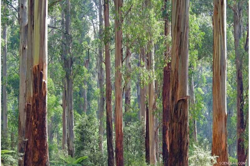 Ceasing Native Forest Logging is Crucial for Australia to Reach Net‑Zero Emissions
