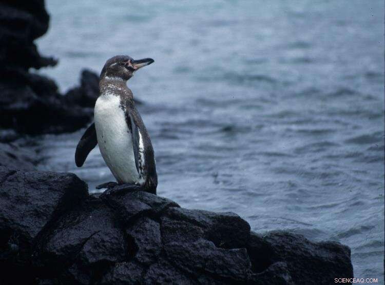 Galápagos Islands: How Cold Ocean Currents Shield the Archipelago from Climate Change