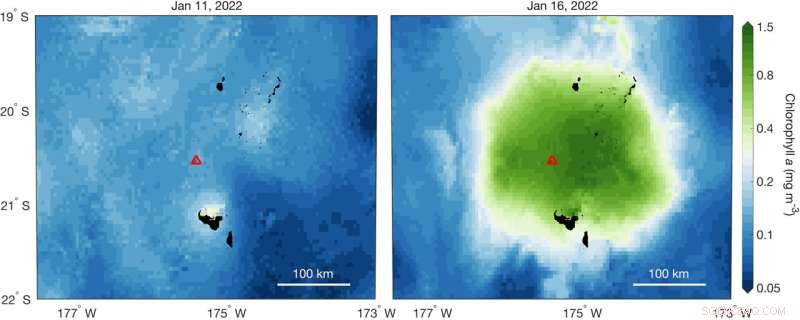 Tonga Volcano Eruption Sparks Massive Phytoplankton Bloom, Boosting Ocean Life