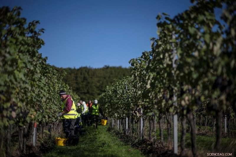 England’s Warming Summers Turn Kent Vineyards into Premium Pinot Noir Producers
