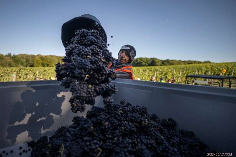 England’s Warming Summers Turn Kent Vineyards into Premium Pinot Noir Producers