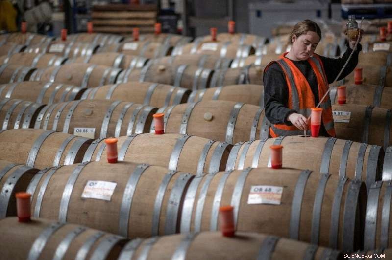 England’s Warming Summers Turn Kent Vineyards into Premium Pinot Noir Producers