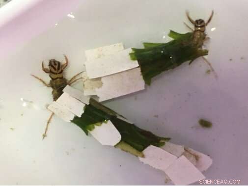 Study Finds Insect Larvae Could Amplify River Microplastic Pollution by Chewing Through Litter