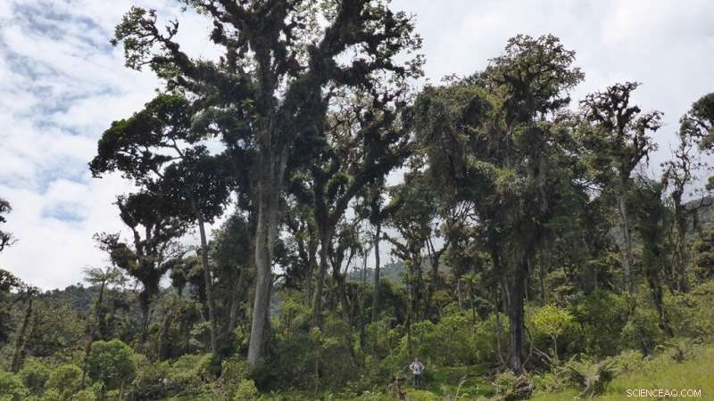 Amazon Basin Tree Rings Reveal Historical Rainfall Patterns
