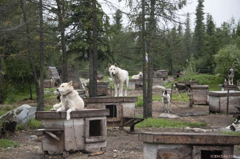 Canadian Musher Witnesses Climate Crisis at Arctic’s Frontiers