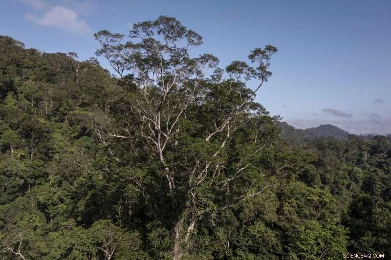 Scientists Discover Amazon’s Tallest Tree – 25-story-High Giant Revealed