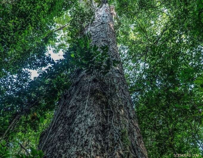 Scientists Discover Amazon’s Tallest Tree – 25-story-High Giant Revealed