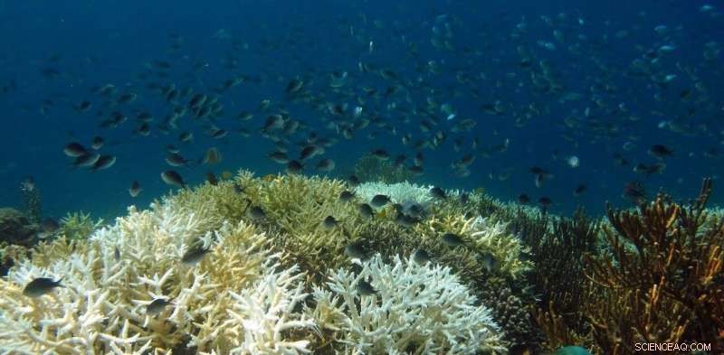 Climate Risk Index Highlights 90% of Global Marine Species at Risk