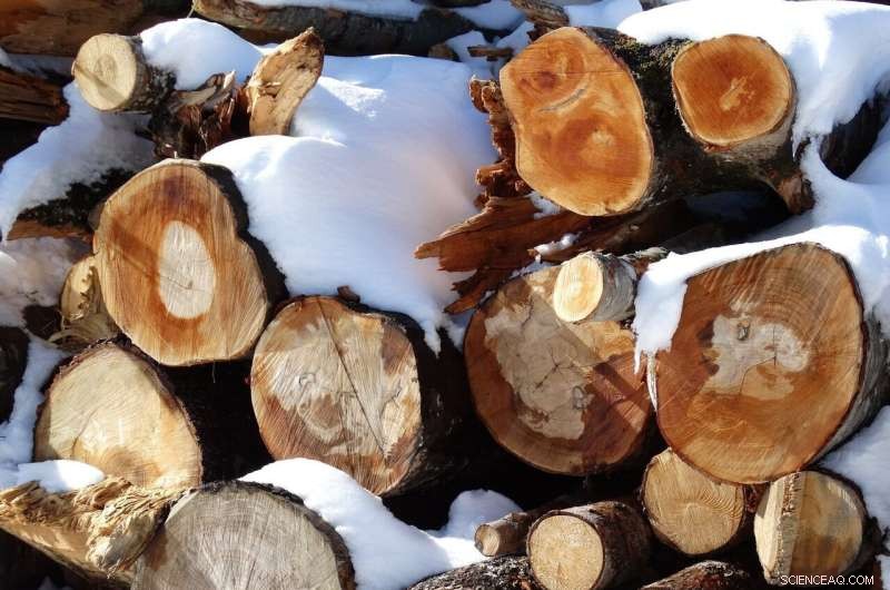 Forestry Leaders Strategically Convert Substantial Funding into Reforestation and Climate Resilience