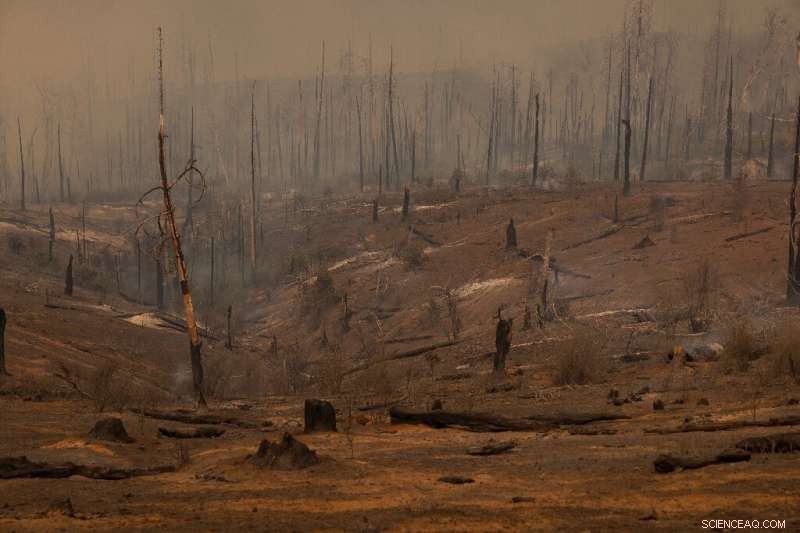 Oak Fire Near Yosemite: Firefighters Battle Blaze Amid Nationwide Heat Wave
