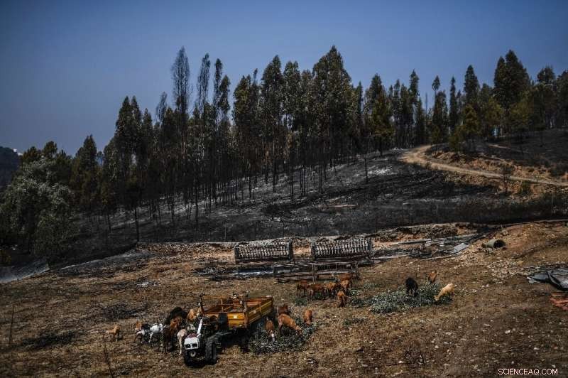Greece and California Face Devastating Wildfires as Heatwaves Intensify