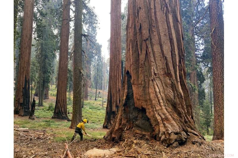 US Launches Emergency Plan to Protect Sequoias from Wildfires