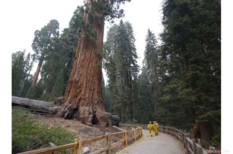 US Launches Emergency Plan to Protect Sequoias from Wildfires