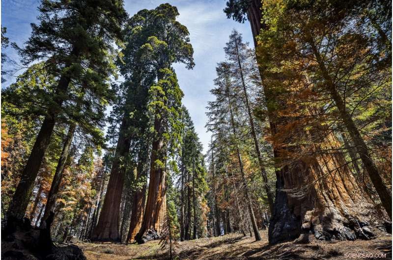 US Launches Emergency Plan to Protect Sequoias from Wildfires