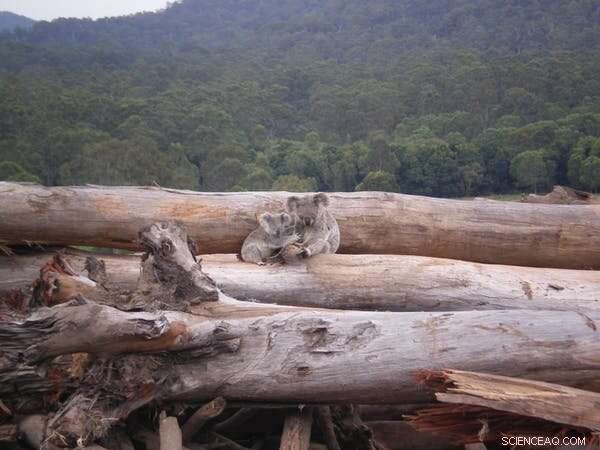 Examining Environmental Law Gaps Through a Hypothetical Penguin Farm in the Australian Desert