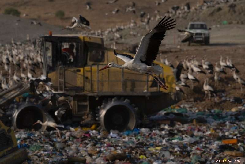 Storks Give Up Migration, Find Year‑Round Home on Spanish Landfill