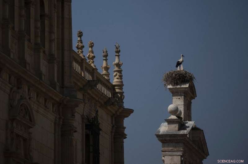 Storks Give Up Migration, Find Year‑Round Home on Spanish Landfill