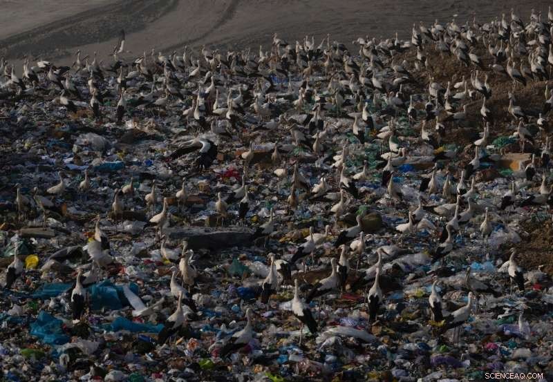 Storks Give Up Migration, Find Year‑Round Home on Spanish Landfill