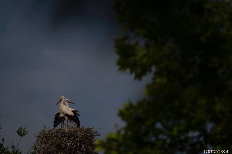 Storks Give Up Migration, Find Year‑Round Home on Spanish Landfill