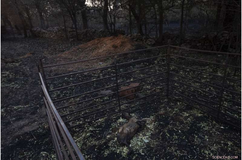 What Drives Europe s Surge in Deadly Wildfires