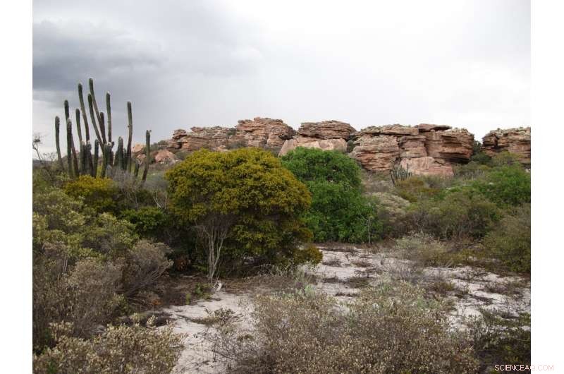 Satellite‑Based Resilience Sensor Detects Ecosystems Near Collapse