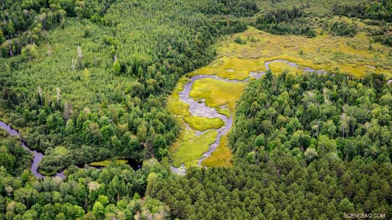 Forest Structure: Key Driver of Ecosystem Productivity