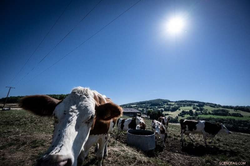 French Dairy Farms Deploy Massive Fans to Cool Cows Amid Heatwave