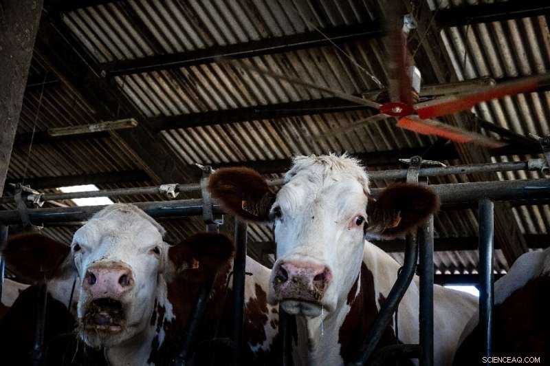 French Dairy Farms Deploy Massive Fans to Cool Cows Amid Heatwave