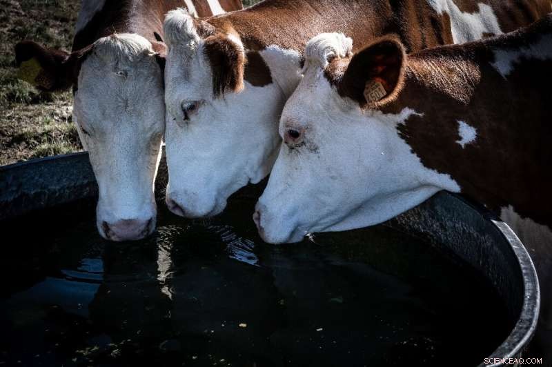 French Dairy Farms Deploy Massive Fans to Cool Cows Amid Heatwave