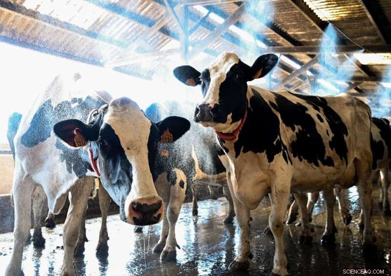French Dairy Farms Deploy Massive Fans to Cool Cows Amid Heatwave