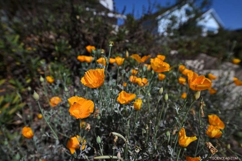 LA Water Police Patrol Streets to Combat Drought-Related Water Waste