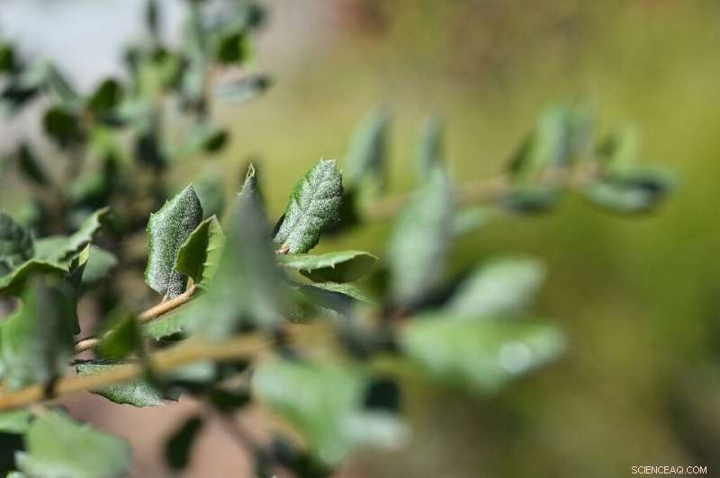 LA Water Police Patrol Streets to Combat Drought-Related Water Waste