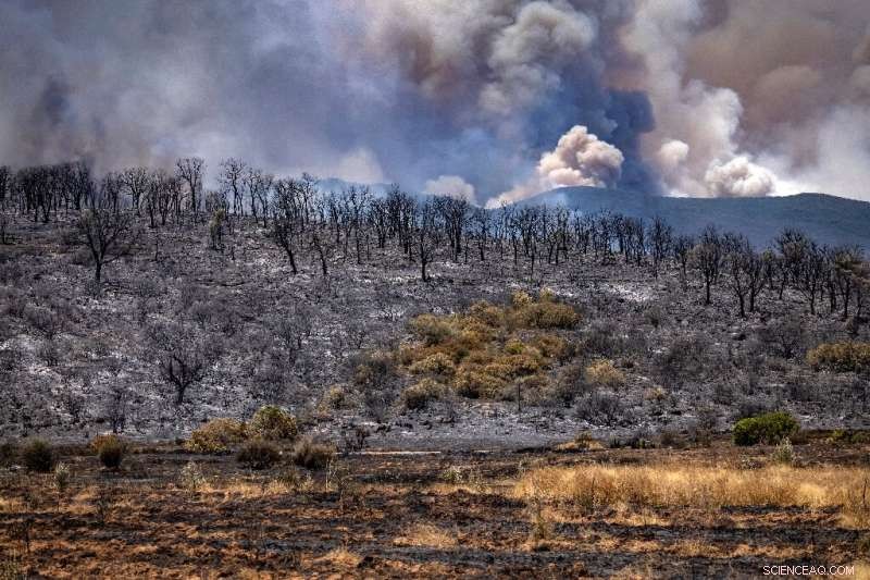Morocco s Firefighters Contain Four Forest Infernos, Evacuating 500 Families