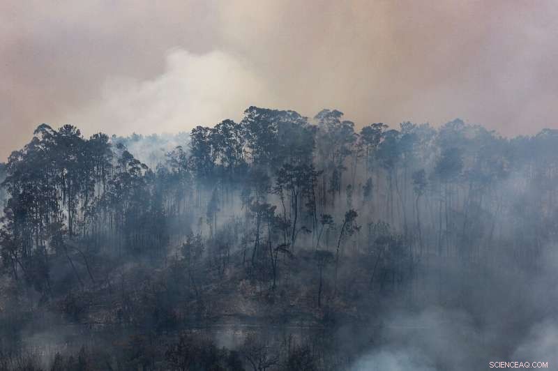 Southwest Europe Faces Devastating Wildfires Amid Record Heat