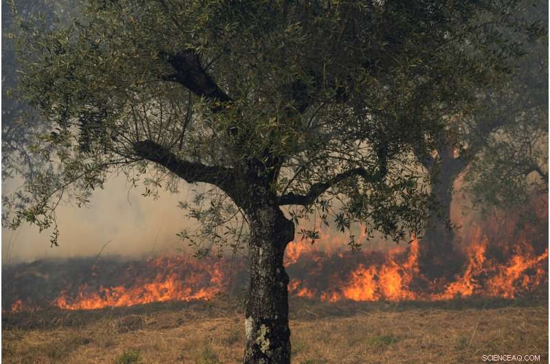 Portugal s Villages Unite to Combat Wildfires Amid Europe s Heatwave