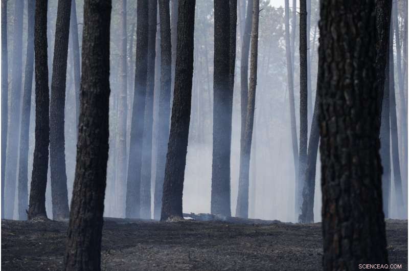 Portugal s Villages Unite to Combat Wildfires Amid Europe s Heatwave