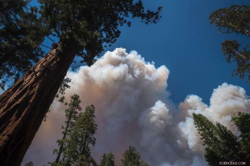 California Wildfire Threat to Yosemite’s Giant Sequoias Subsides as Fire Moves Away
