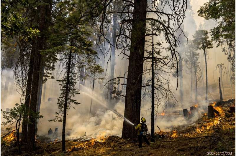 Strategic Prescribed Burns Protect Yosemite Sequoias from Wildfire