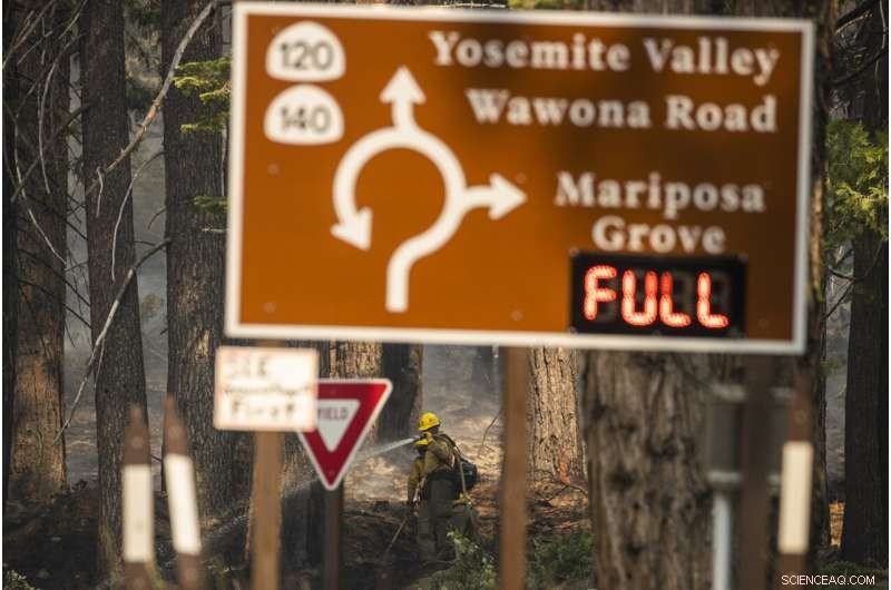 Strategic Prescribed Burns Protect Yosemite Sequoias from Wildfire