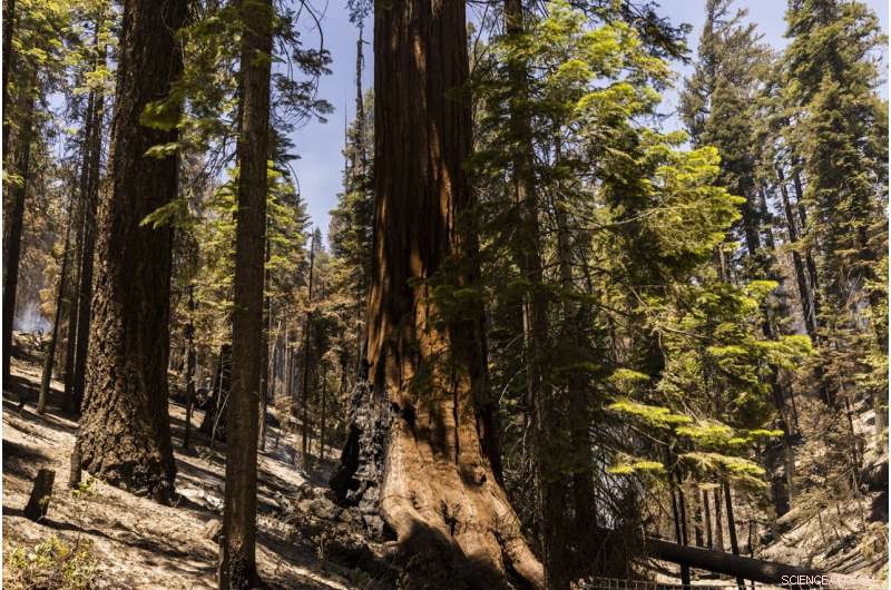 Strategic Prescribed Burns Protect Yosemite Sequoias from Wildfire