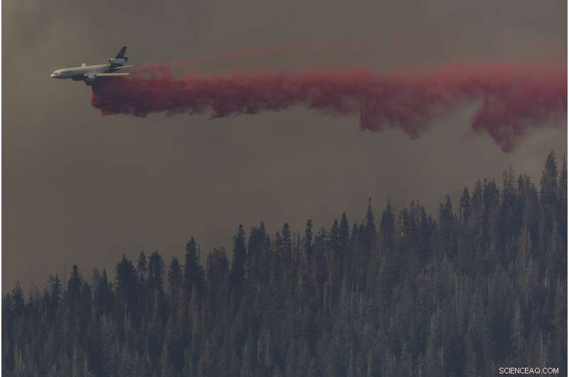 Strategic Prescribed Burns Protect Yosemite Sequoias from Wildfire
